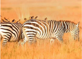 【肯尼亚18日】8月肯尼亚动物大迁徙深度创作之旅
