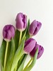 紫色郁金香10支 商品缩略图2