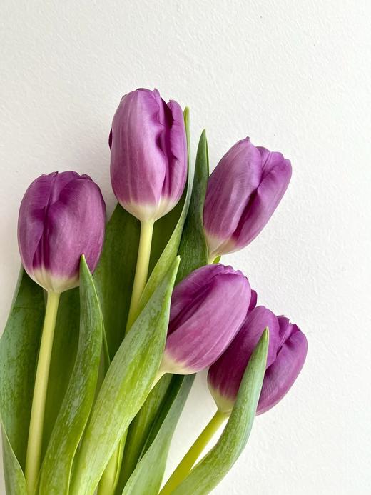 紫色郁金香10支 商品图2