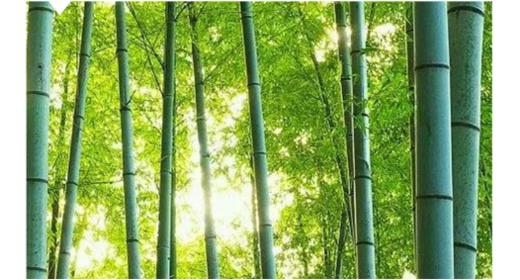 有机水煮笋系列（火锅笋250g/冬笋片350g/嫩笋尾350g/整笋350g/笋尖350g ） 商品图5