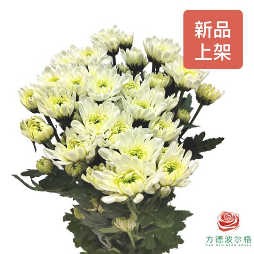 小菊-白玉盘 商品图2