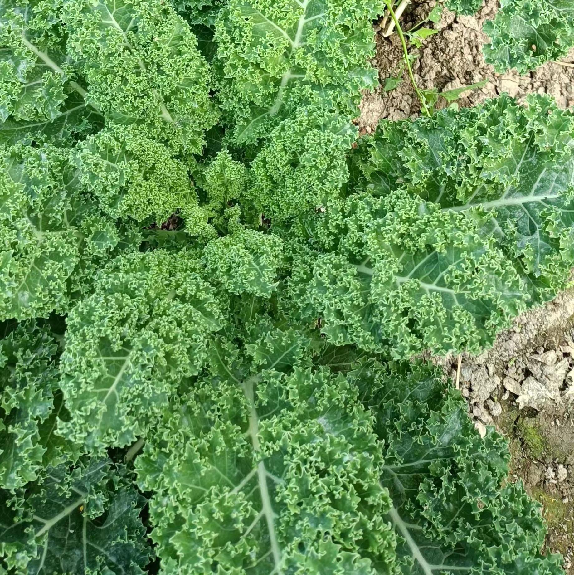 良道有机羽衣甘蓝 有机种植新鲜蔬菜【顺丰快递】