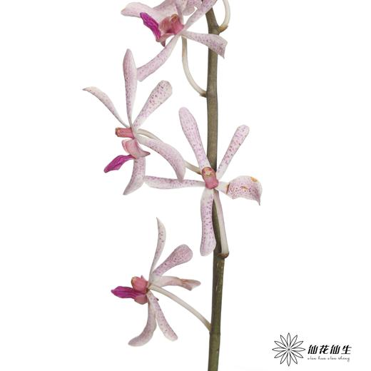 兰花 | 千代兰白大象兰 商品图2