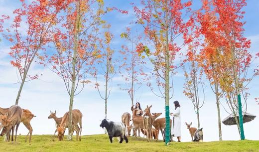 【欢乐田园+酒店全含】「欢乐田园野趣酒店」 商品图9