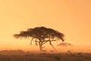 【2024年非洲肯尼亚+坦桑尼亚】恩戈罗恩戈罗+塞伦盖蒂+马赛马拉+博格利亚+安博塞利摄影 商品缩略图0