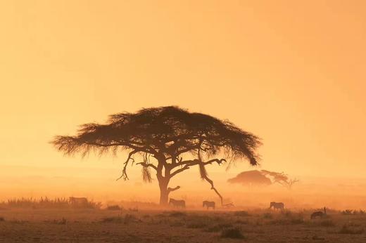 【2024年非洲肯尼亚+坦桑尼亚】恩戈罗恩戈罗+塞伦盖蒂+马赛马拉+博格利亚+安博塞利摄影 商品图0