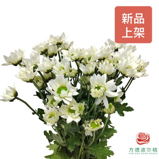 小菊-冬之米拉 商品图1