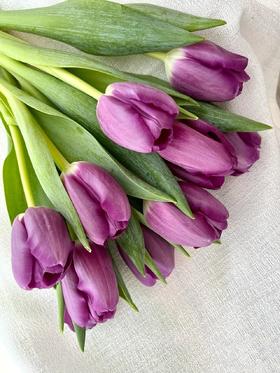 紫色郁金香10支