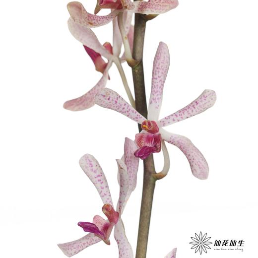 兰花 | 千代兰白大象兰 商品图3