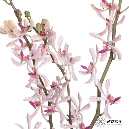 兰花 | 千代兰白大象兰 商品图0