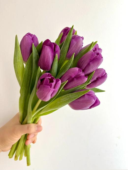 紫色郁金香10支 商品图1