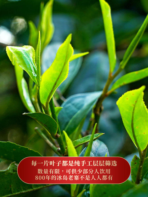 【冰岛老寨】终极奢侈巨作，听名口水就止不住留今年重磅升级加码不加价今年将是一个不可多得的囤茶时机800年古树纯料 商品图2