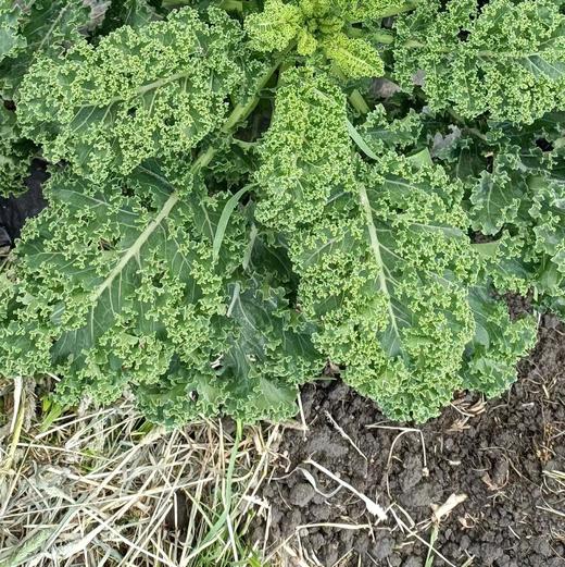 良道有机羽衣甘蓝 有机种植新鲜蔬菜【顺丰快递】 商品图2