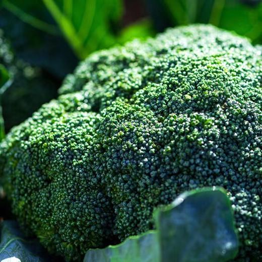 朴愿有机农场 有机西兰花  一个约300g 商品图3