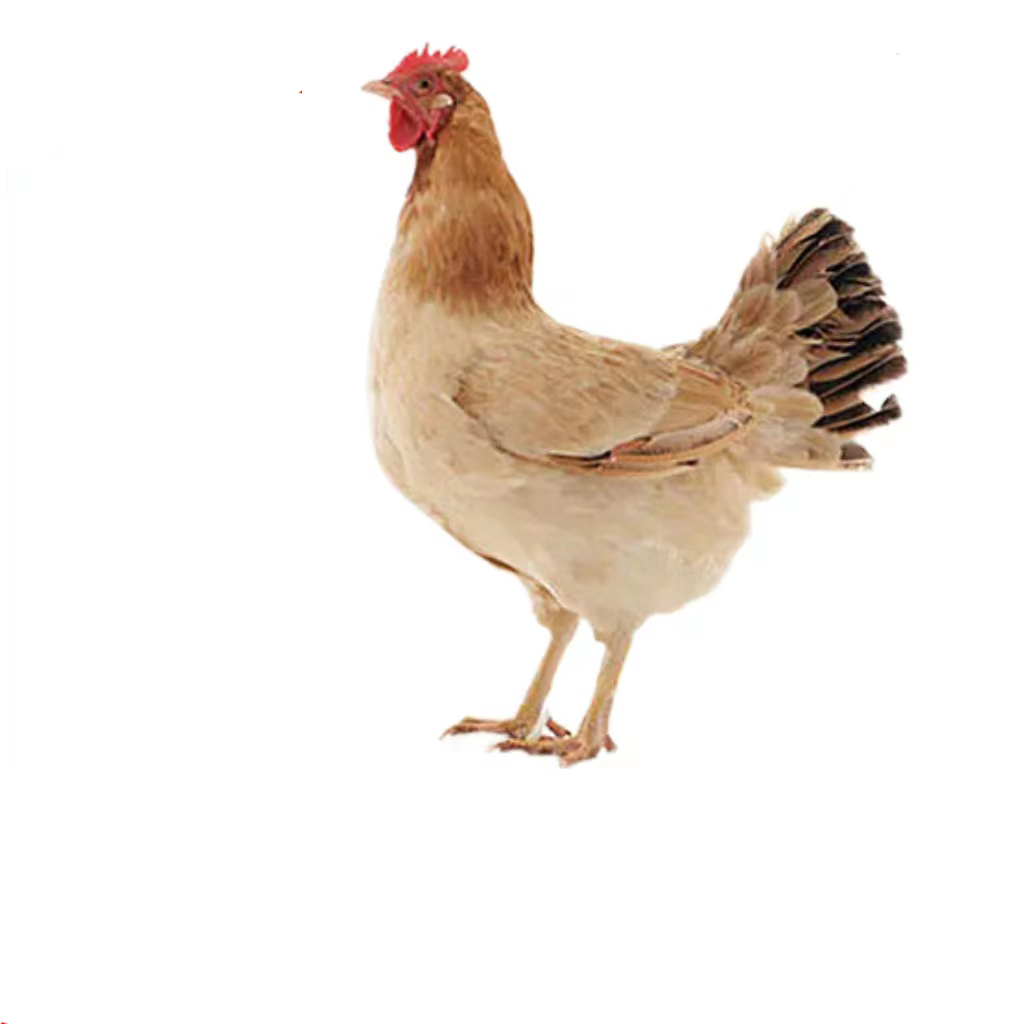 共和沙珠玉乡土鸡 （3.5斤-4斤/只）