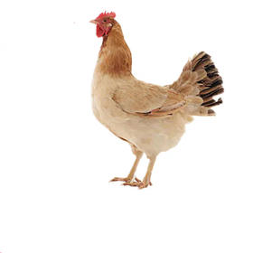 共和沙珠玉乡土鸡 （3.5斤-4斤/只）