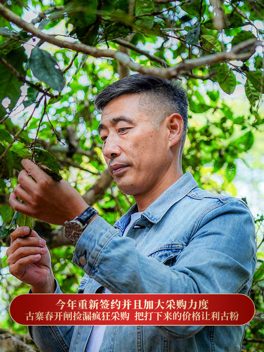 【冰岛老寨】终极奢侈巨作，听名口水就止不住留今年重磅升级加码不加价今年将是一个不可多得的囤茶时机800年古树纯料 商品图1