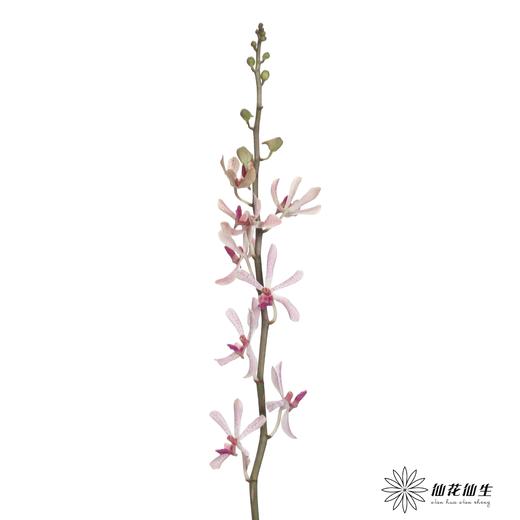 兰花 | 千代兰白大象兰 商品图4