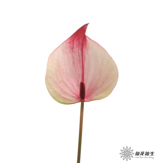 掌 | 龙舌兰【5度以下低温地区不建议购买 ，轻微瑕疵不售后】 商品图3