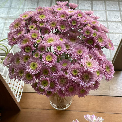 【小雏菊.加盟店主】5支/份 不同的花期颜色完全不相同 参考价格在10-15元左右（以实际购买价为准） 商品图11