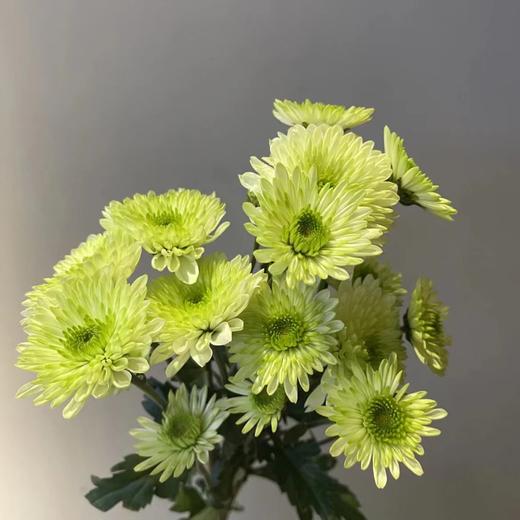 【小雏菊.加盟店主】5支/份 不同的花期颜色完全不相同 参考价格在10-15元左右（以实际购买价为准） 商品图13