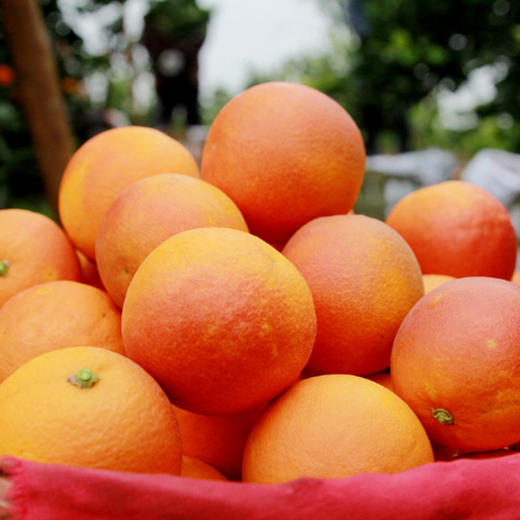 【玫瑰血橙】四川塔罗科血橙  酸甜可口 果实饱满 肉嫩多汁 商品图7