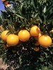 【伦晚橙热销】秭归橙 自然农法种植 宜昌道法自然福慧农场 商品缩略图11