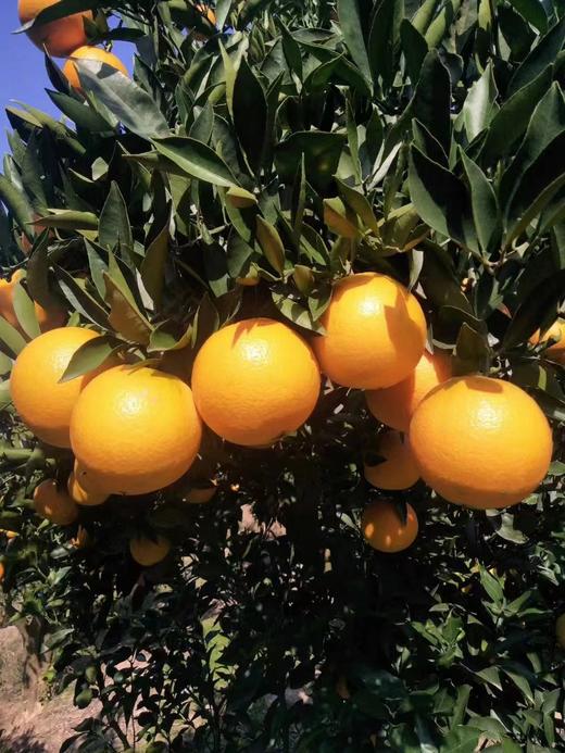 【伦晚橙热销】秭归橙 自然农法种植 宜昌道法自然福慧农场 商品图11