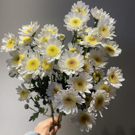 【小雏菊.加盟店主】5支/份 不同的花期颜色完全不相同 参考价格在10-15元左右（以实际购买价为准） 商品图10