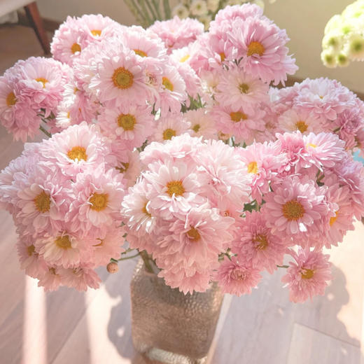 【小雏菊.加盟店主】5支/份 不同的花期颜色完全不相同 参考价格在10-15元左右（以实际购买价为准） 商品图9