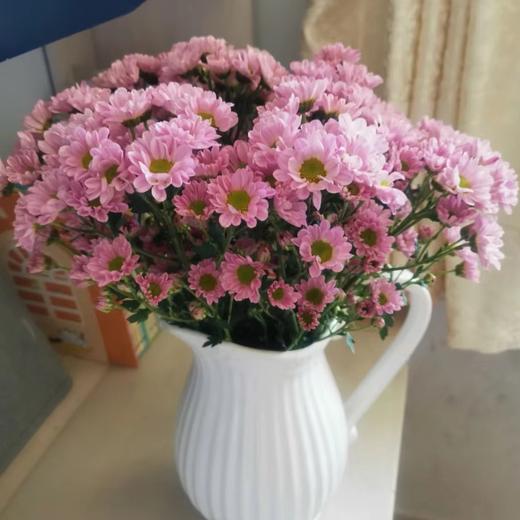 【小雏菊.加盟店主】5支/份 不同的花期颜色完全不相同 参考价格在10-15元左右（以实际购买价为准） 商品图8