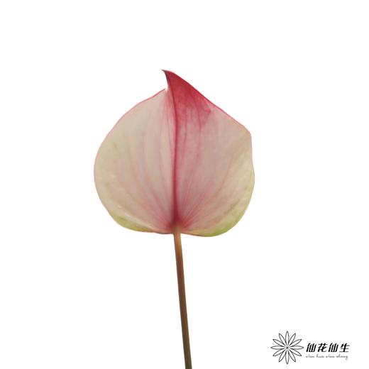 掌 | 龙舌兰【5度以下低温地区不建议购买 ，轻微瑕疵不售后】 商品图1