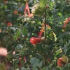 甄源|主推|山东海阳普罗旺斯西红柿4.5-5斤单果2.5两以上约10-16个 商品缩略图6