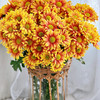 【小雏菊.加盟店主】5支/份 不同的花期颜色完全不相同 参考价格在10-15元左右（以实际购买价为准） 商品缩略图14