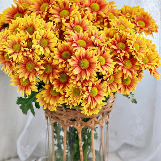 【小雏菊.加盟店主】5支/份 不同的花期颜色完全不相同 参考价格在10-15元左右（以实际购买价为准） 商品图14