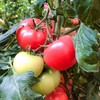 甄源|主推|山东海阳普罗旺斯西红柿4.5-5斤单果2.5两以上约10-16个 商品缩略图5