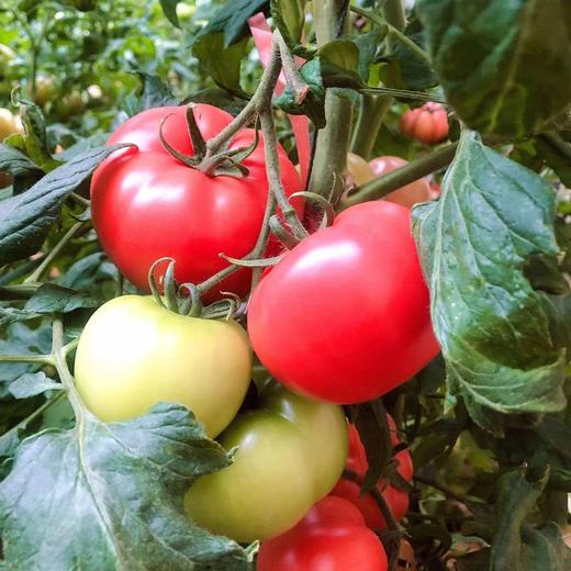 甄源|主推|山东海阳普罗旺斯西红柿4.5-5斤单果2.5两以上约10-16个 商品图5