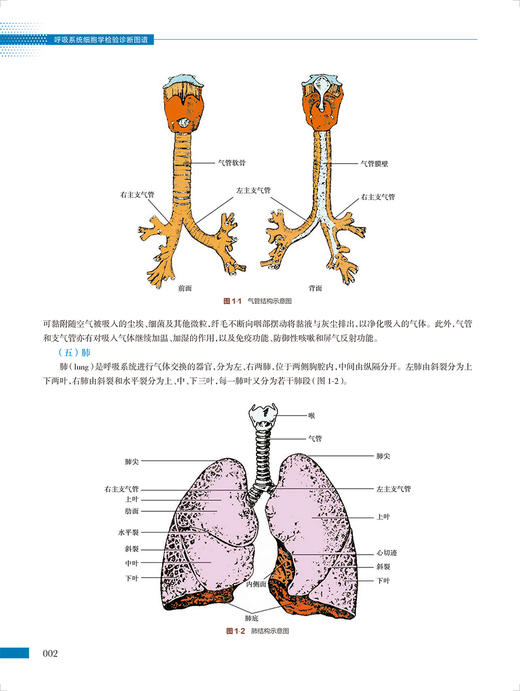 呼吸系统细胞学检验诊断图谱 临床检验图谱丛书 诊断中常见实验室标本细胞特征病例 闫立志 郑磊 蔡绍曦 人民卫生出版社9787117340861 商品图3