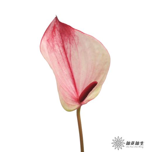 掌 | 龙舌兰【5度以下低温地区不建议购买 ，轻微瑕疵不售后】 商品图4