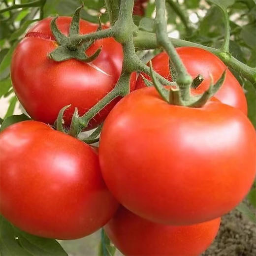 「够鲜！够嫩！够酸甜！」绿行者普罗旺斯西红柿番茄 3斤/5斤装  酸爽可口解腻 皮薄沙瓤多汁 商品图12