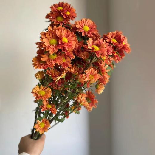 【小雏菊.加盟店主】5支/份 不同的花期颜色完全不相同 参考价格在10-15元左右（以实际购买价为准） 商品图7