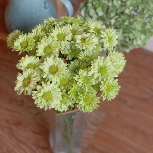 【小雏菊.加盟店主】5支/份 不同的花期颜色完全不相同 参考价格在10-15元左右（以实际购买价为准） 商品图12