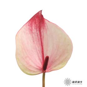 掌 | 龙舌兰【5度以下低温地区不建议购买 ，轻微瑕疵不售后】