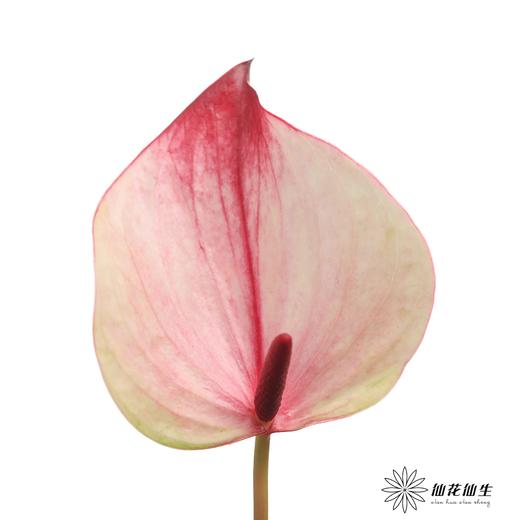 掌 | 龙舌兰【5度以下低温地区不建议购买 ，轻微瑕疵不售后】 商品图0