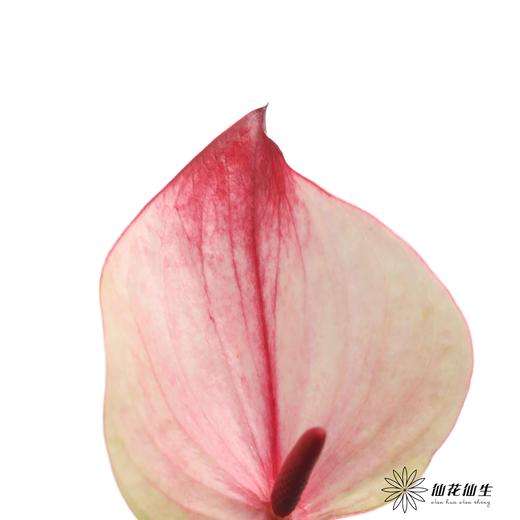 掌 | 龙舌兰【5度以下低温地区不建议购买 ，轻微瑕疵不售后】 商品图2