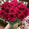 【小雏菊.加盟店主】5支/份 不同的花期颜色完全不相同 参考价格在10-15元左右（以实际购买价为准） 商品缩略图4