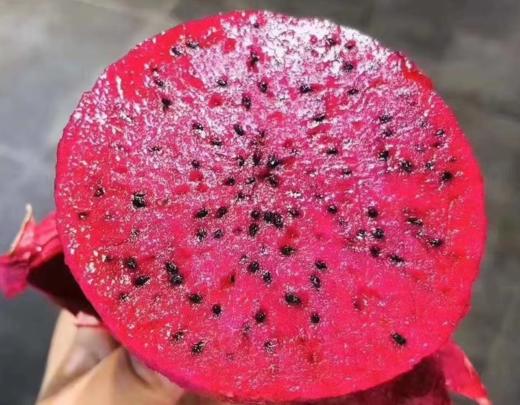 海南火龙果 生态种植 新鲜采 自然熟 无保鲜剂 香甜 个大 饱满 |百里食 商品图5