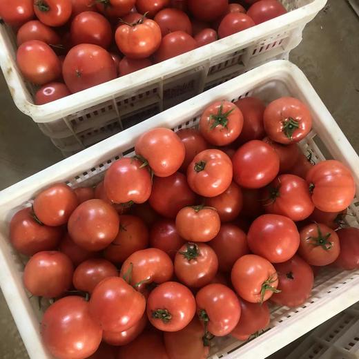 甄源|主推|山东海阳普罗旺斯西红柿4.5-5斤单果2.5两以上约10-16个 商品图8