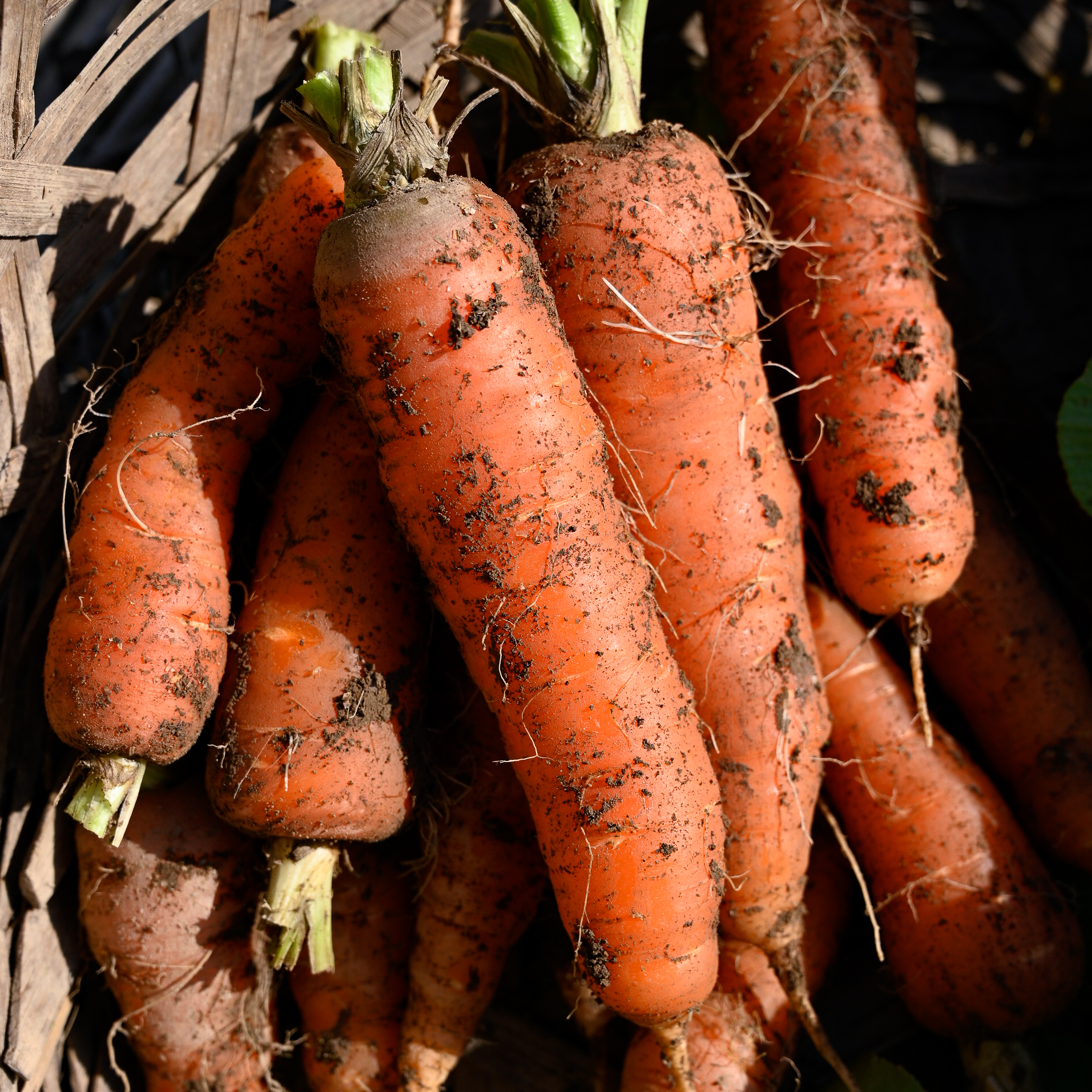 橙色胡萝卜 Carrot