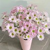 【小雏菊.加盟店主】5支/份 不同的花期颜色完全不相同 参考价格在10-15元左右（以实际购买价为准） 商品缩略图5